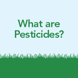 What Are Pesticides?
