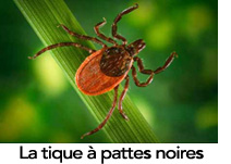 la tique à pattes noires