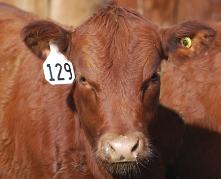 cow with ear tag