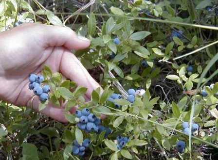 Blueberries