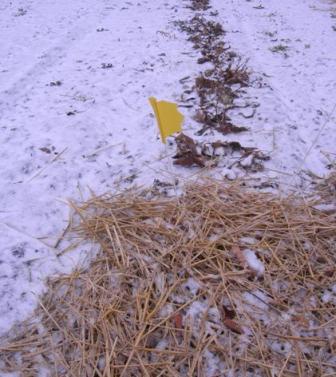 plants with and without straw, with minimal snow