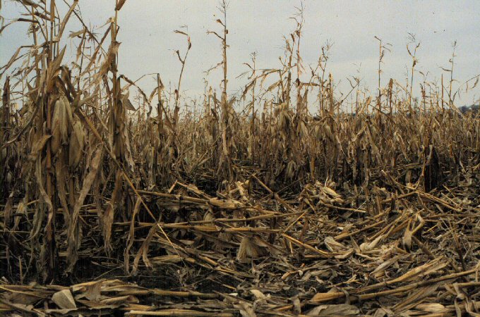 corn stalk rot lodging