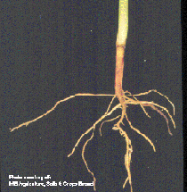 Root Rot