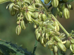 Male Head