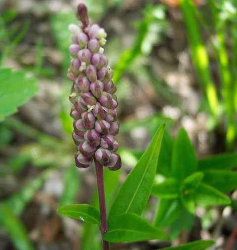 Senega Snakeroot 