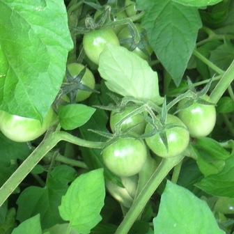 green tomatoes