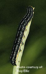 Bertha Armyworm