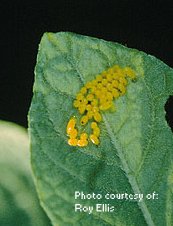 Colorado Potato Beetle