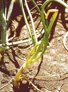 Maggot-damaged onion