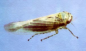 Aster leafhopper