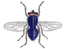 Black Blow fly