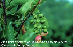 Chokecherry gall midge infected fruit