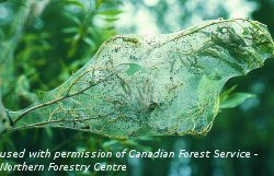 Fall webworm nest