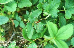 Leafroller damage to strawberry