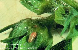 Spittlebug nymph on strawberry bud