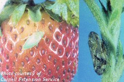 Spittle adults: newly emerged left, older adult on right.