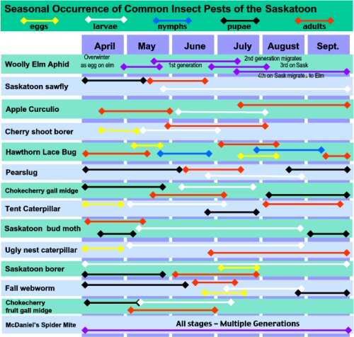 Seasonal Occurrence of Common Insect Pests of the Saskatoon