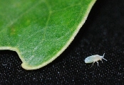 Immature petiole gall aphid