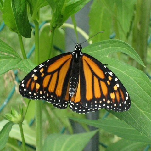 monarch butterfly