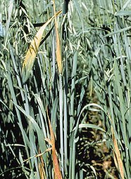 Barley Yellow Dwarf Virus