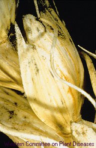 Fusarium Head Blight