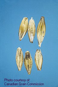 Fusarium Head Blight