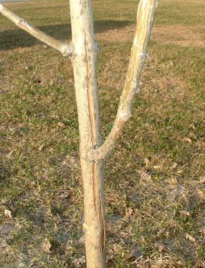 Bark cracking on young Manchurian Ash