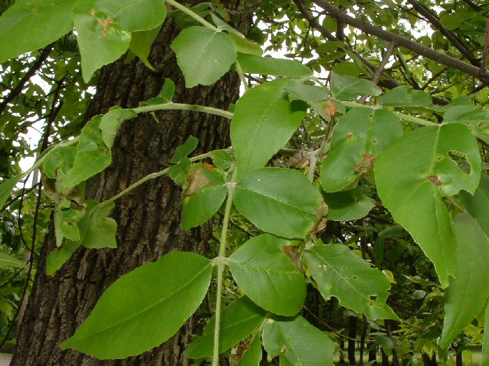 Browning leaves on ash