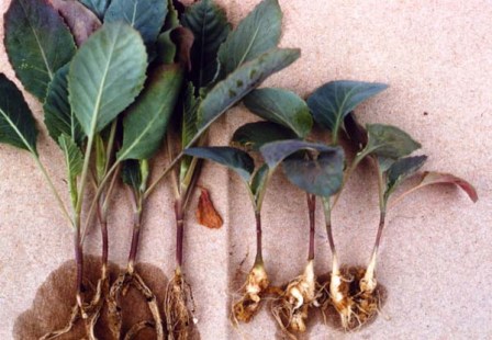 Clubroot symptoms on young cabbage plants (right) compared to healthy roots on the left