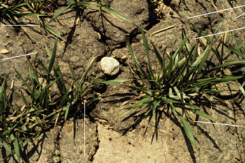 Red clover broadcast seeded into winter wheat