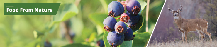 Banner with a collage of two photos including a close up of saskatoon berries on the bush as well as a buck in the forest