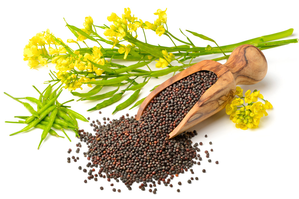 Picture of ground canola seed next to canola flowers